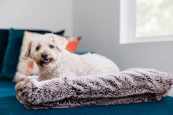 Pet Photographer Aliso Viejo - Pet Photographer Oc-118