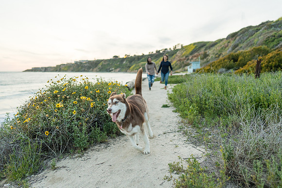 Engagement Photos Abalone Cove Reserve - David England Photography-307