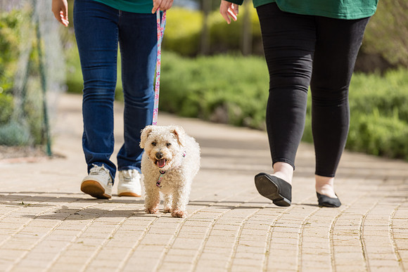 Pet Photographer Aliso Viejo - Pet Photographer Oc-099