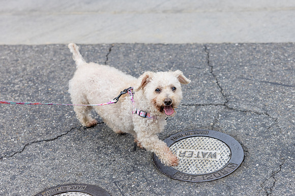 Pet Photographer Aliso Viejo - Pet Photographer Oc-110