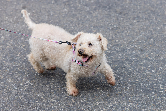 Pet Photographer Aliso Viejo - Pet Photographer Oc-114