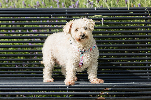 Pet Photographer Aliso Viejo - Pet Photographer Oc-071