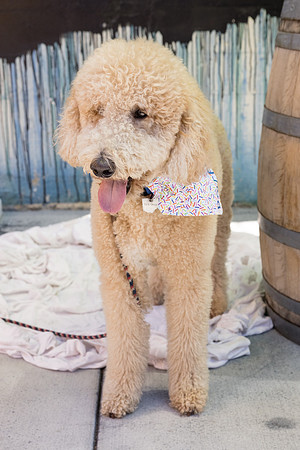 Pet Photographer Long Beach  - Trademark Brewing -078