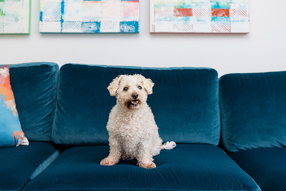 Pet Photographer Aliso Viejo - Pet Photographer Oc-132