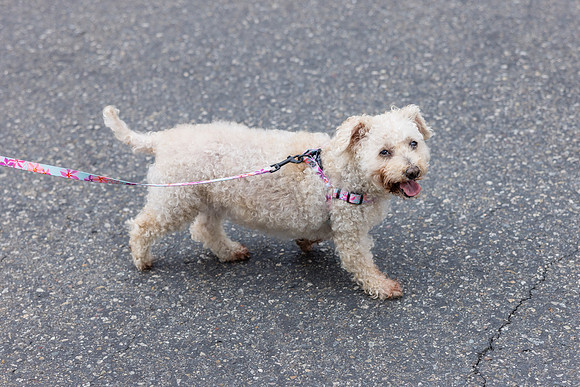 Pet Photographer Aliso Viejo - Pet Photographer Oc-115
