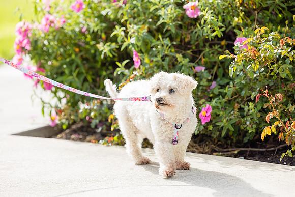 Pet Photographer Aliso Viejo - Pet Photographer Oc-068