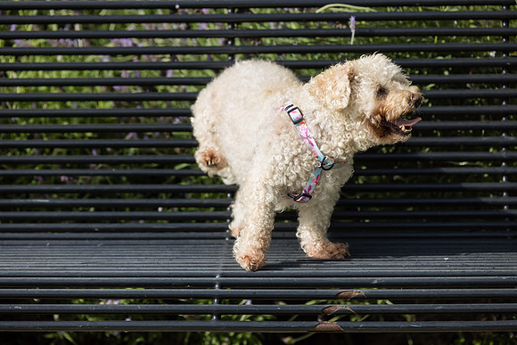 Pet Photographer Aliso Viejo - Pet Photographer Oc-077