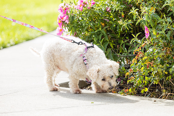 Pet Photographer Aliso Viejo - Pet Photographer Oc-060