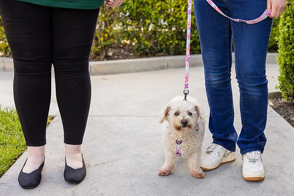 Pet Photographer Aliso Viejo - Pet Photographer Oc-009