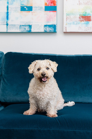 Pet Photographer Aliso Viejo - Pet Photographer Oc-137