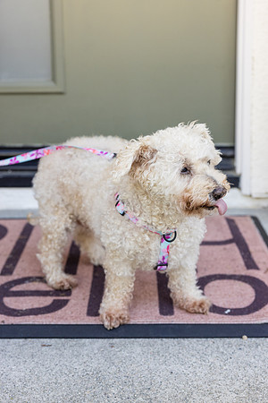 Pet Photographer Aliso Viejo - Pet Photographer Oc-005