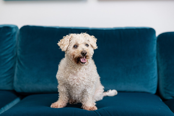 Pet Photographer Aliso Viejo - Pet Photographer Oc-140