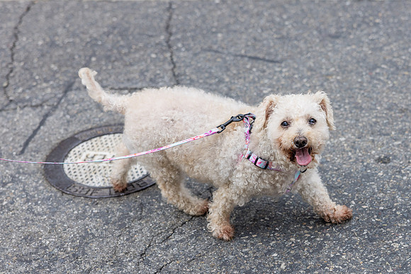 Pet Photographer Aliso Viejo - Pet Photographer Oc-111