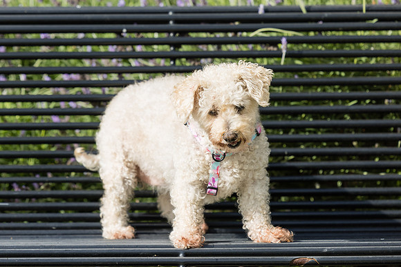 Pet Photographer Aliso Viejo - Pet Photographer Oc-070