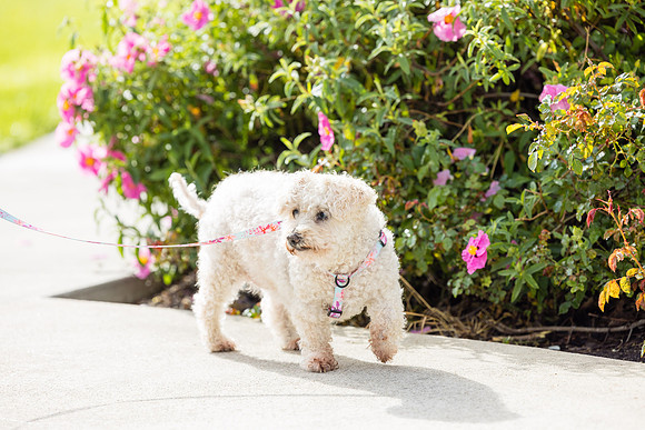 Pet Photographer Aliso Viejo - Pet Photographer Oc-067