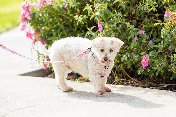 Pet Photographer Aliso Viejo - Pet Photographer Oc-066