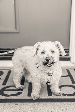 Pet Photographer Aliso Viejo - Pet Photographer Oc-004
