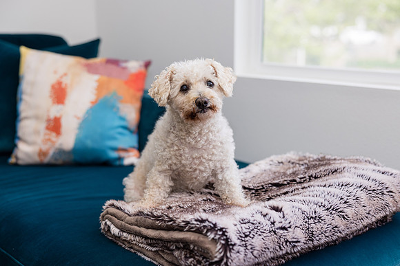 Pet Photographer Aliso Viejo - Pet Photographer Oc-125
