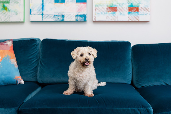 Pet Photographer Aliso Viejo - Pet Photographer Oc-134