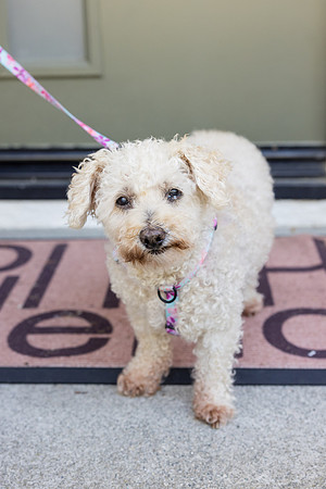 Pet Photographer Aliso Viejo - Pet Photographer Oc-006