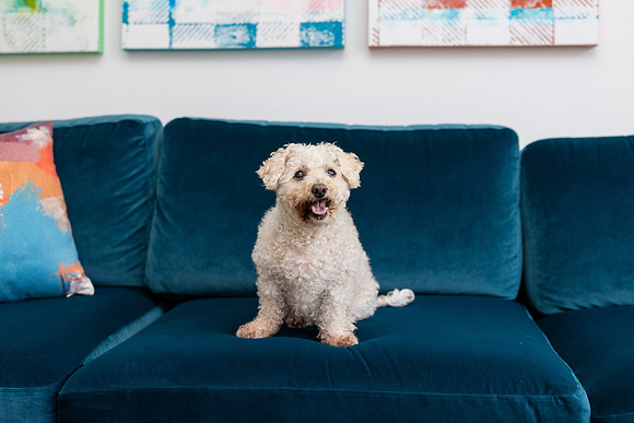 Pet Photographer Aliso Viejo - Pet Photographer Oc-135