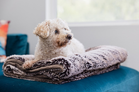 Pet Photographer Aliso Viejo - Pet Photographer Oc-121