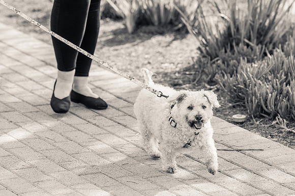 Pet Photographer Aliso Viejo - Pet Photographer Oc-089