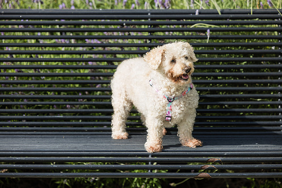 Pet Photographer Aliso Viejo - Pet Photographer Oc-075