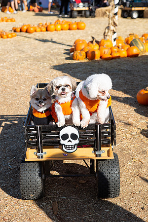 Mr. Bones Culver City Halloween Photographer-190
