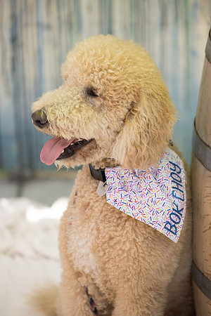 Pet Photographer Long Beach  - Trademark Brewing -072