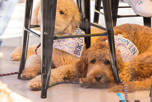 Pet Photographer Long Beach  - Trademark Brewing -106