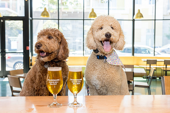 Pet Photographer Long Beach  - Trademark Brewing -052