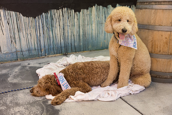 Pet Photographer Long Beach  - Trademark Brewing -029
