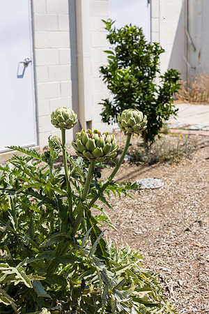 Boys and Girls Club of Long Beach - David England Photography-037