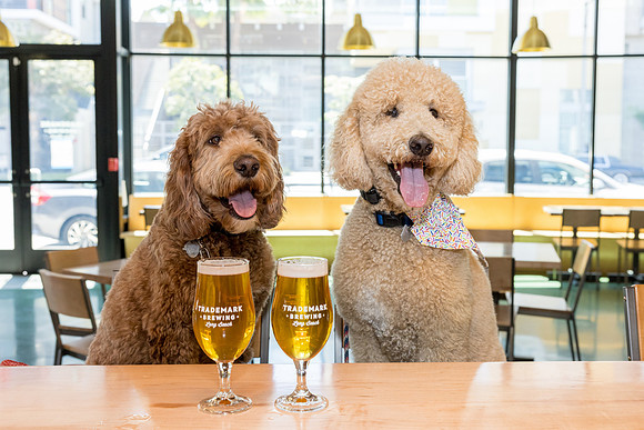 Pet Photographer Long Beach  - Trademark Brewing -053