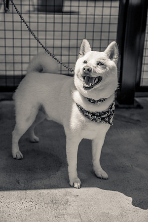 Pet Photographer Long Beach  - Trademark Brewing -113