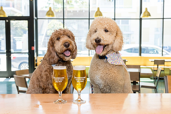 Pet Photographer Long Beach  - Trademark Brewing -051