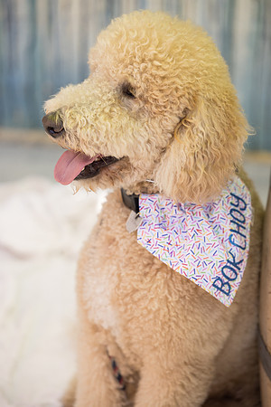 Pet Photographer Long Beach  - Trademark Brewing -071