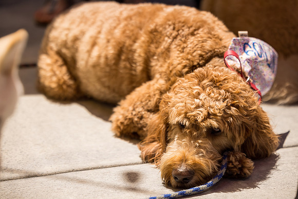 Pet Photographer Long Beach  - Trademark Brewing -080