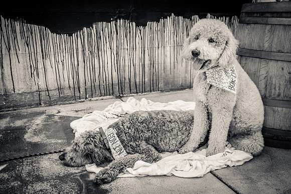 Pet Photographer Long Beach  - Trademark Brewing -030