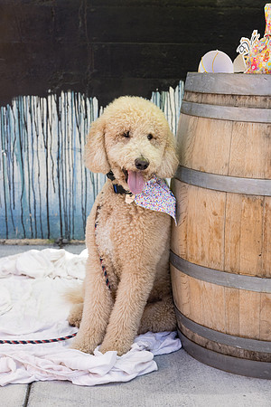 Pet Photographer Long Beach  - Trademark Brewing -076