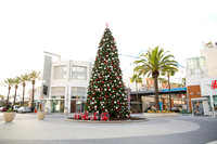 Christmas Tree Photos - Site Centers
