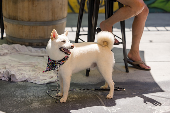 Pet Photographer Long Beach  - Trademark Brewing -105