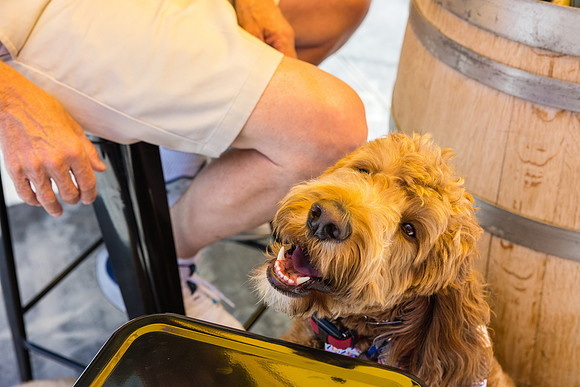 Pet Photographer Long Beach  - Trademark Brewing -101
