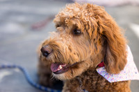 Pet Photographer Long Beach  - Trademark Brewing -017