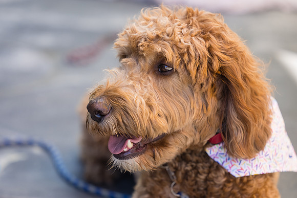 Pet Photographer Long Beach  - Trademark Brewing -017