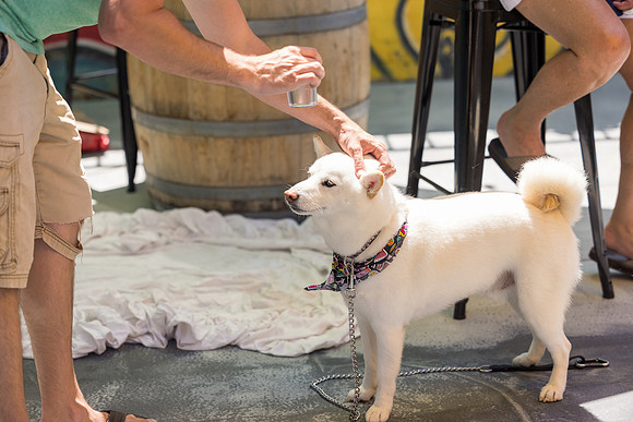 Pet Photographer Long Beach  - Trademark Brewing -104