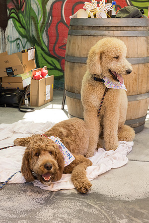Pet Photographer Long Beach  - Trademark Brewing -033