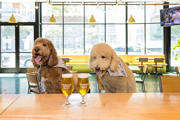 Pet Photographer Long Beach  - Trademark Brewing -036