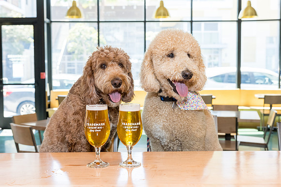 Pet Photographer Long Beach  - Trademark Brewing -045